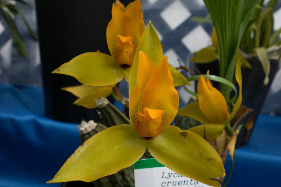 Ликаста cruenta из Эквадора фото