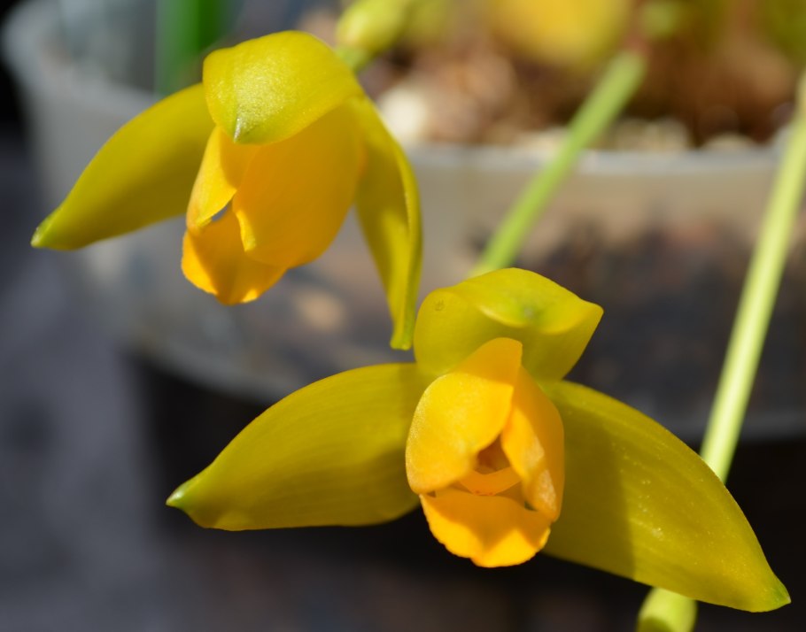 Lycaste bradeorum