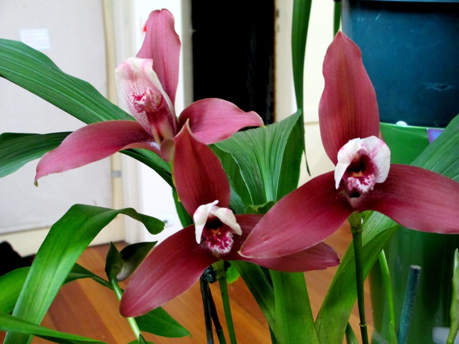 Lycaste puntarenasensis