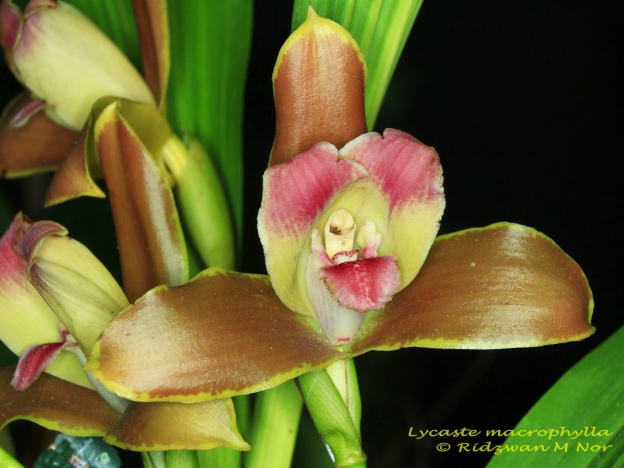 Орхидея Lycaste macrophylla