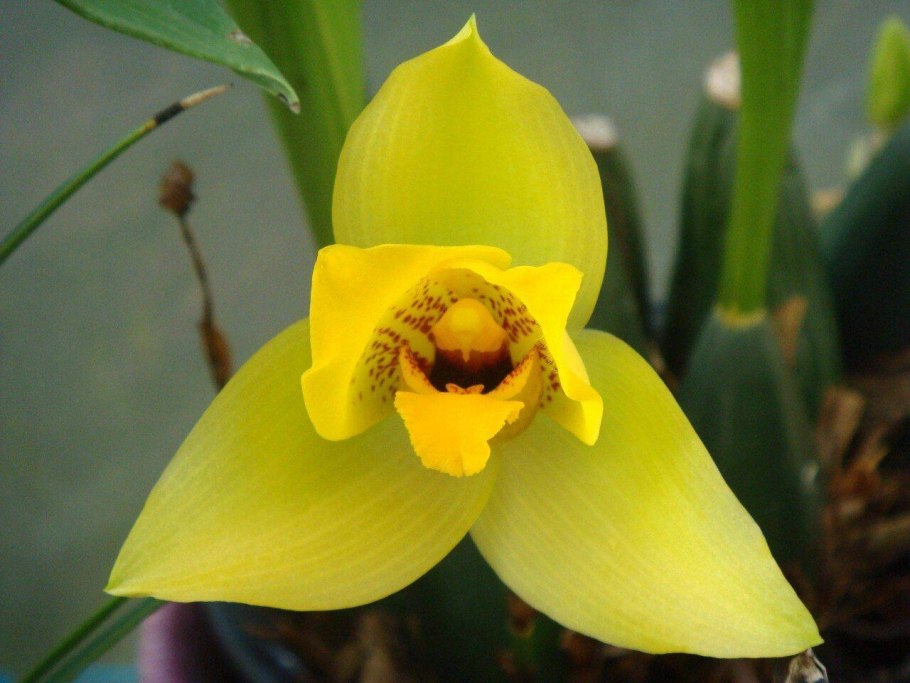 Ликаста душистая