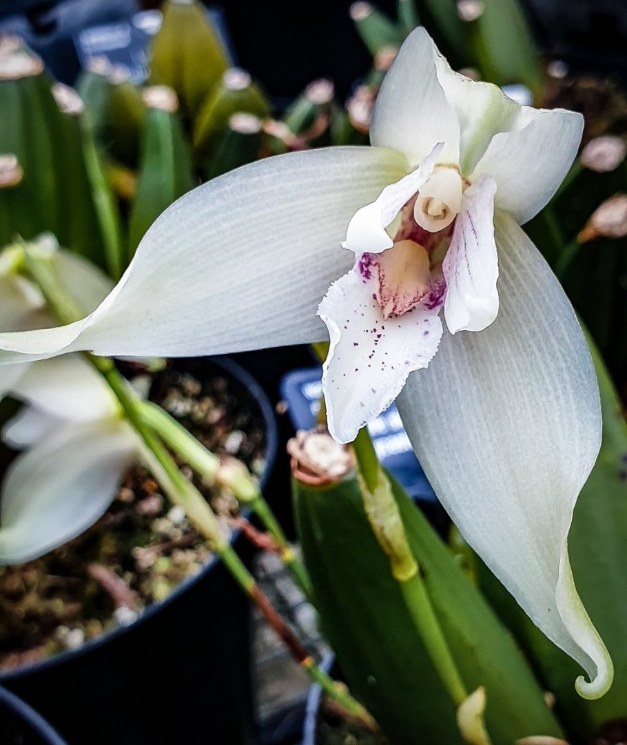 Ликаста Орхидея