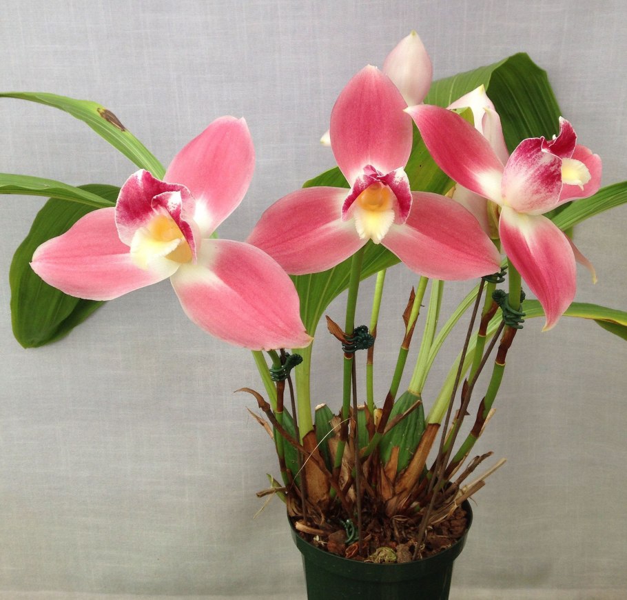 Ликаста Орхидея