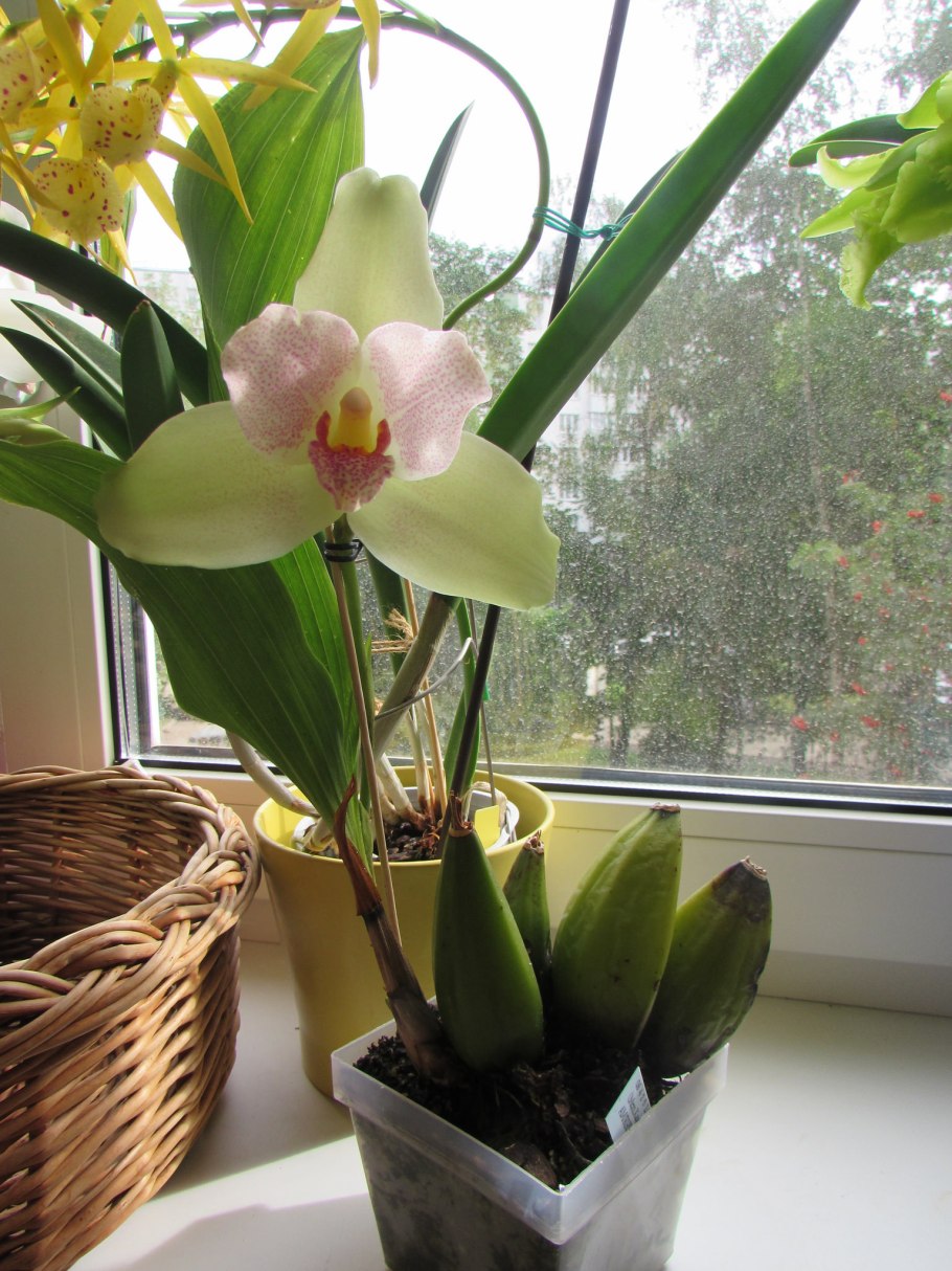 Фаленопсис Ликаста