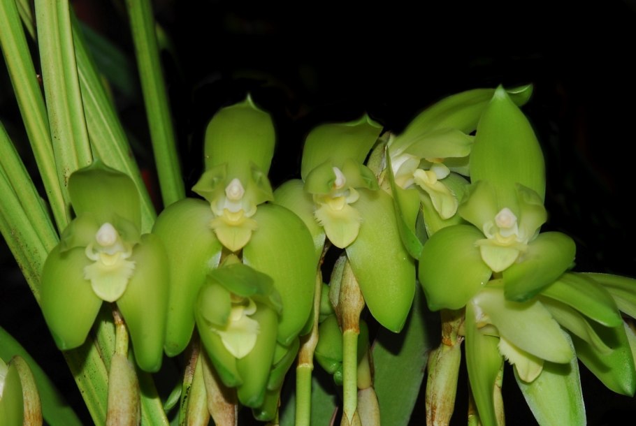 Angulocaste Red Jewel