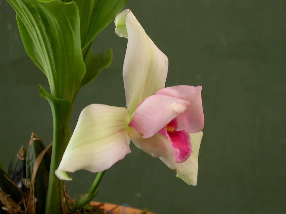 Lycaste virginalis