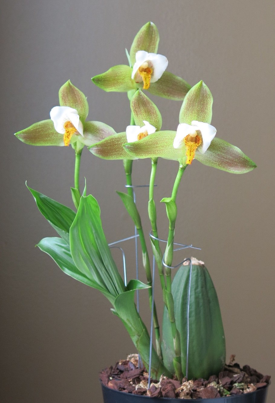 Фаленопсис Ликаста