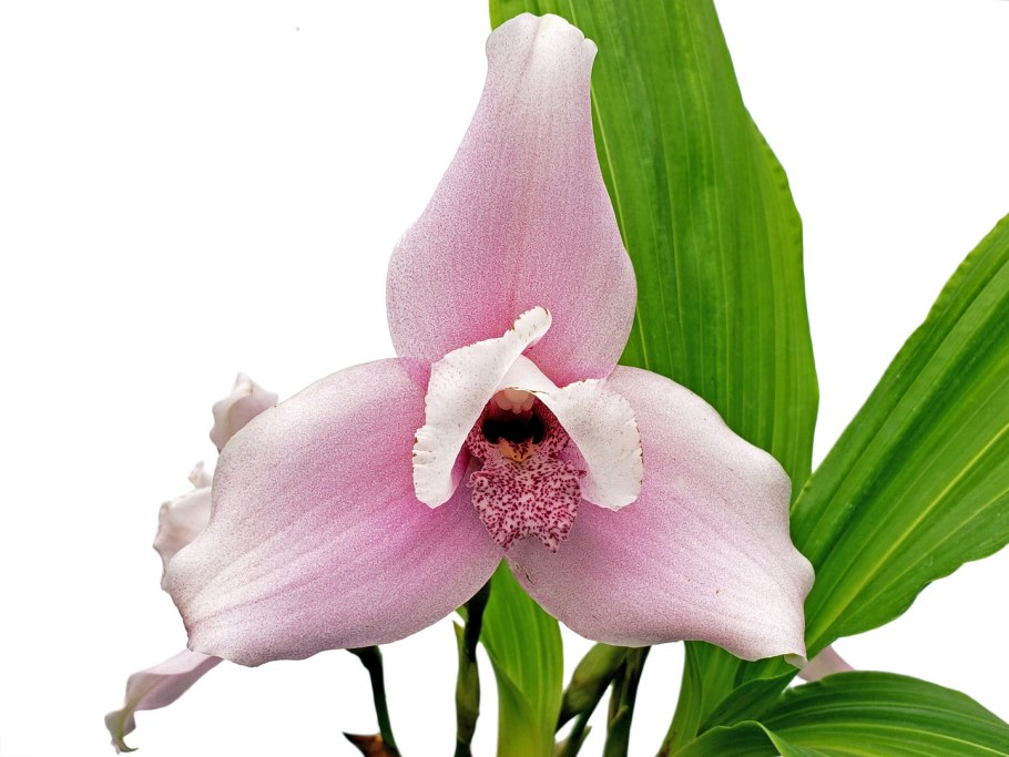 Lycaste Chita Melody Mercury