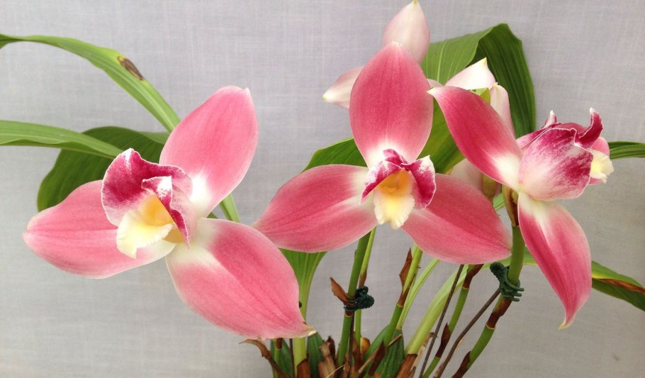 Lycaste shonan harmony