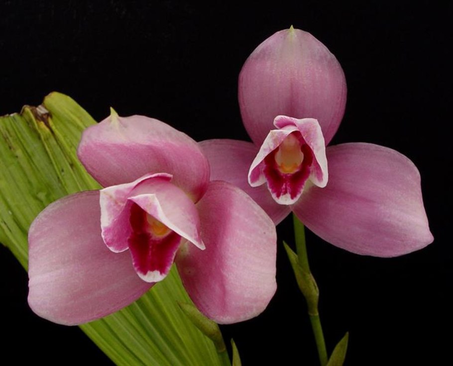 Ликаста Ароматика cruenta