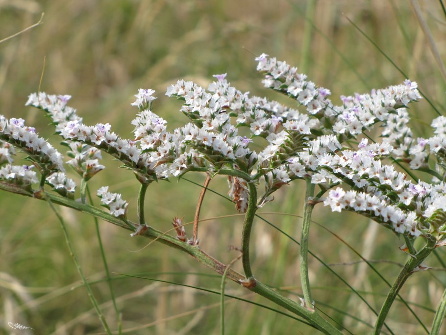 Углостебельник красноватый