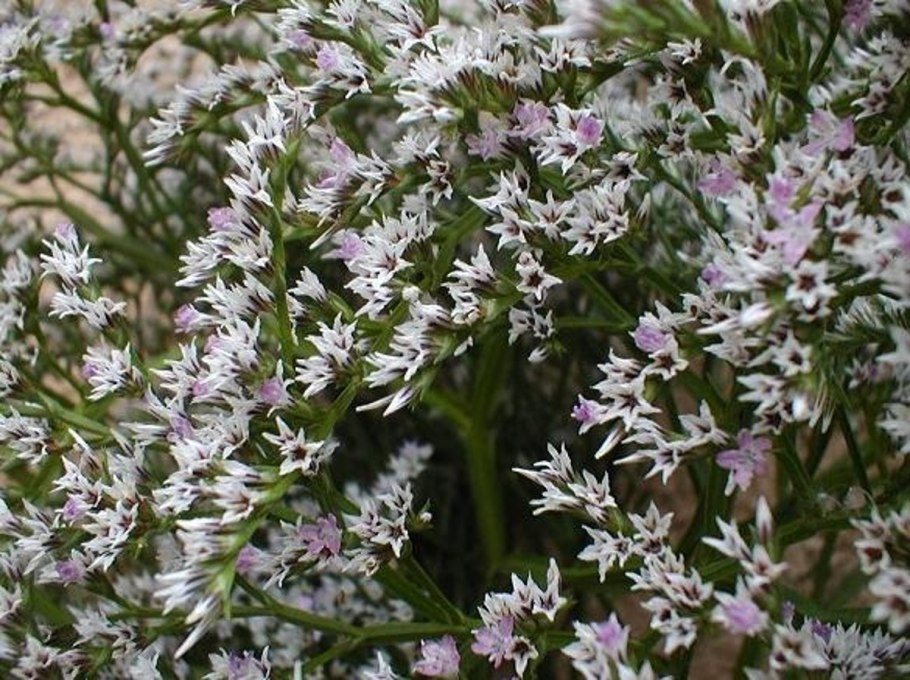 Кермек татарский