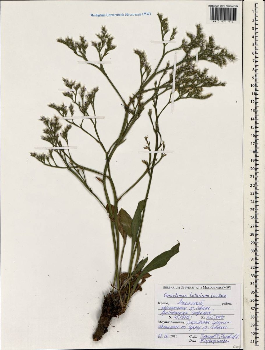 Гониолимон красивый