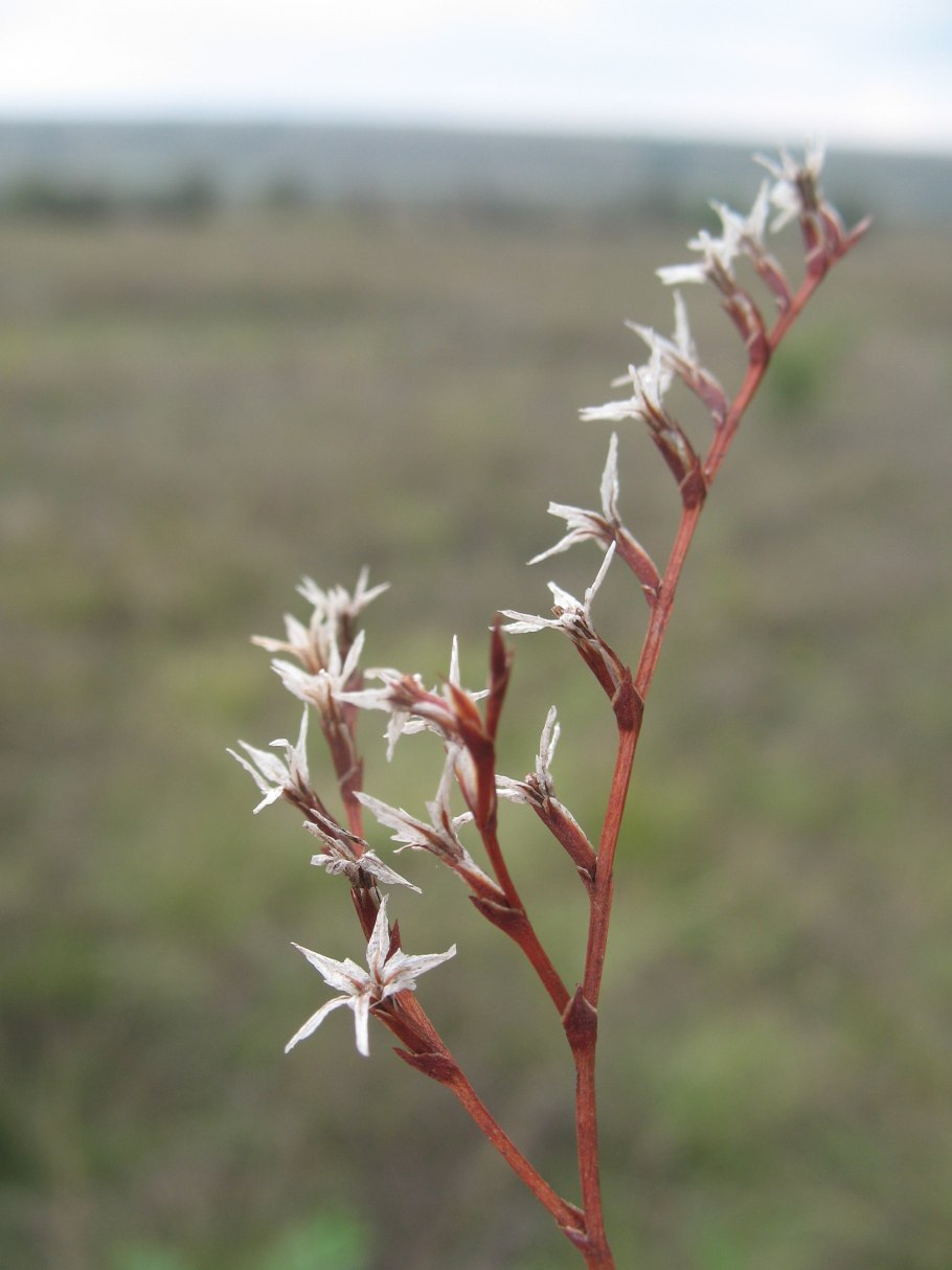 Гониолимон высокий
