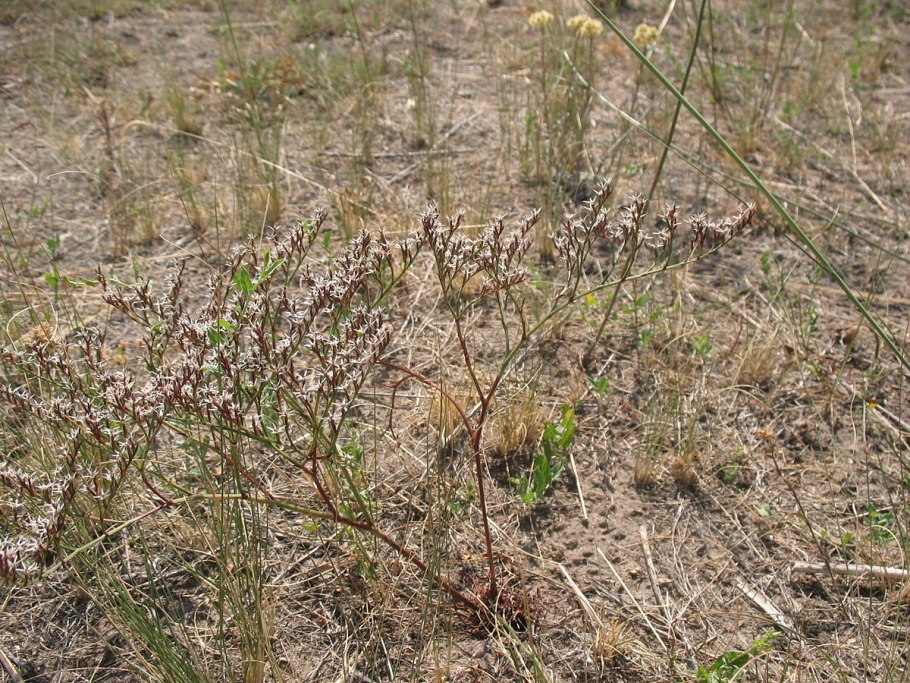 Кермечник злаколистий