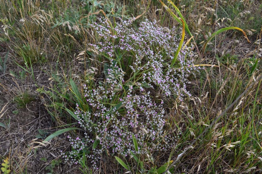 Гониолимон Степной