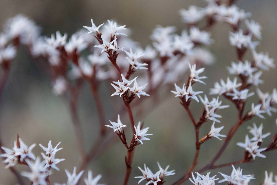 Goniolimon dschungaricum