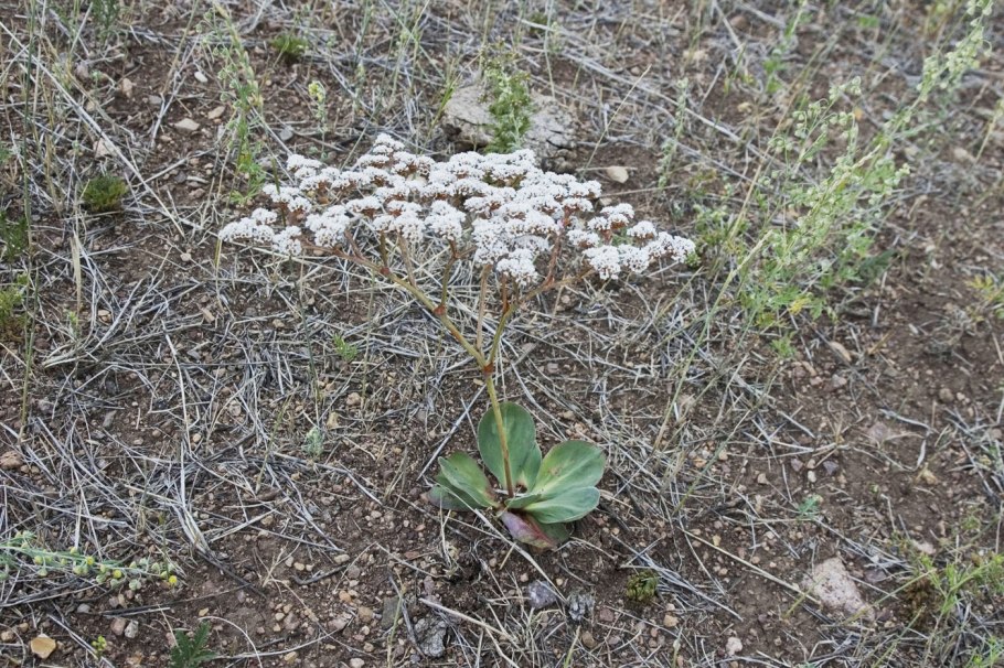 Eriogonum giganteum