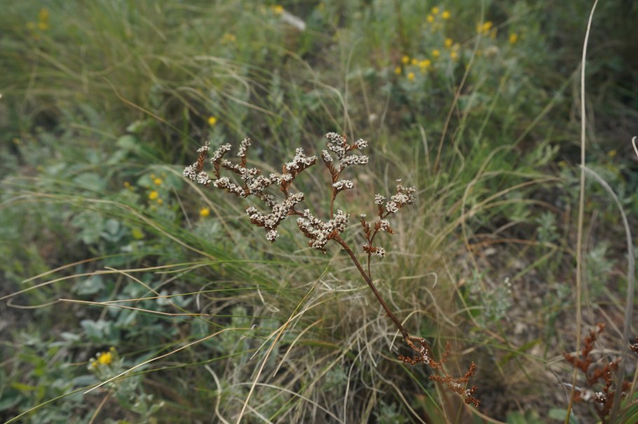 Гониолимон Степной