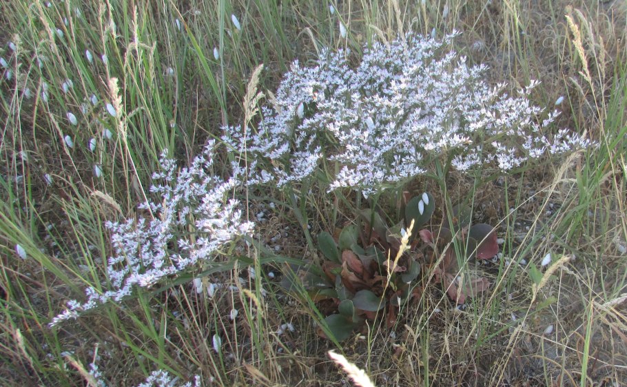 Гониолимон и кермек