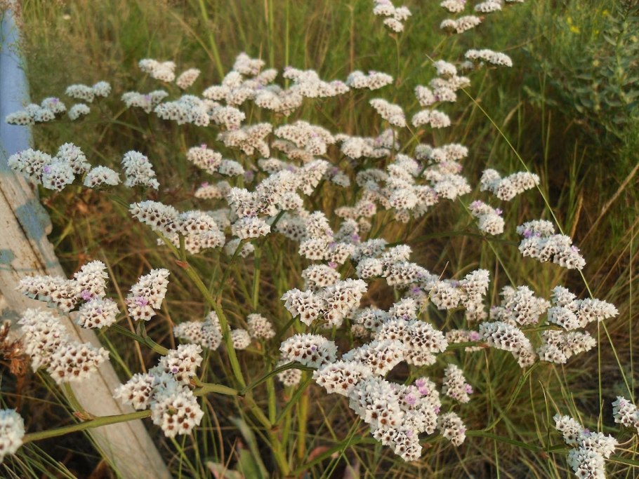 Гониолимон Степной