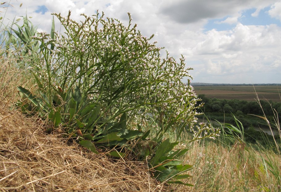 Углостебельник татарский Goniolimon tataricum