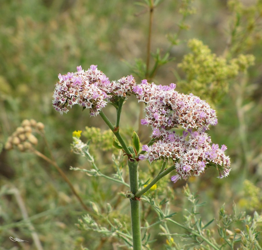 Гониолимон красивый Углостебельник