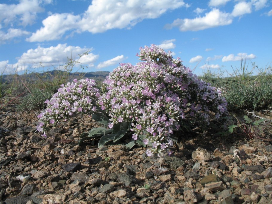 Гониолимон Степной