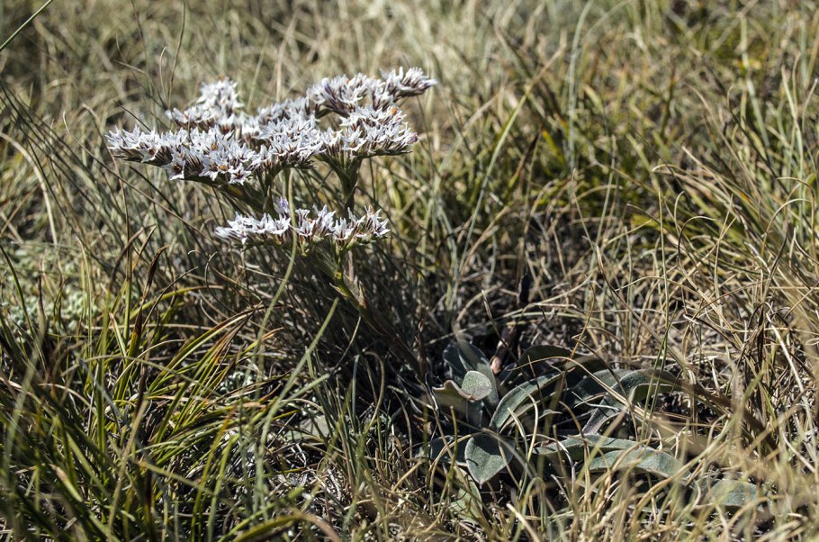 Растение Гониолимон
