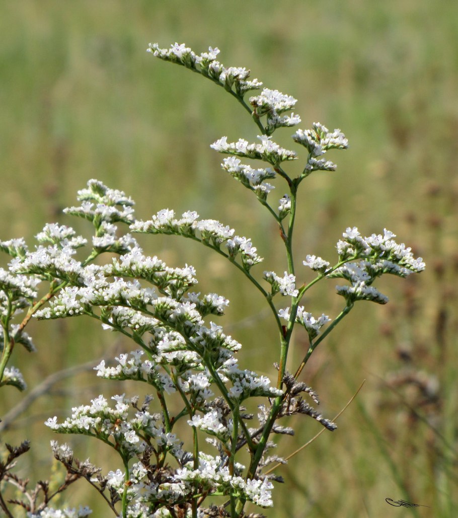 Гониолимон прекрасный
