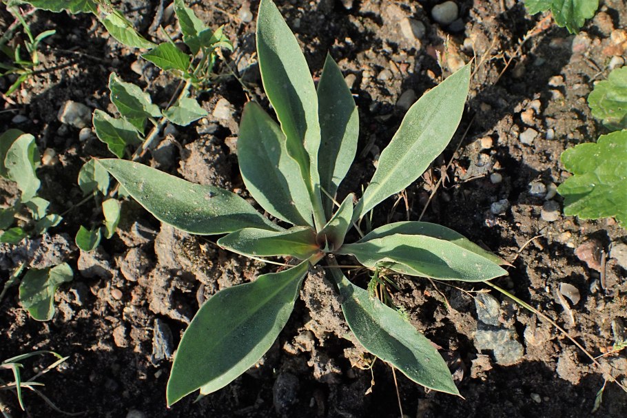 Goniolimon tataricum