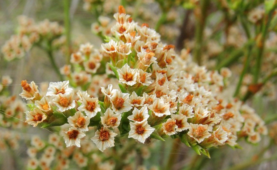 Eriogonum heracleoides