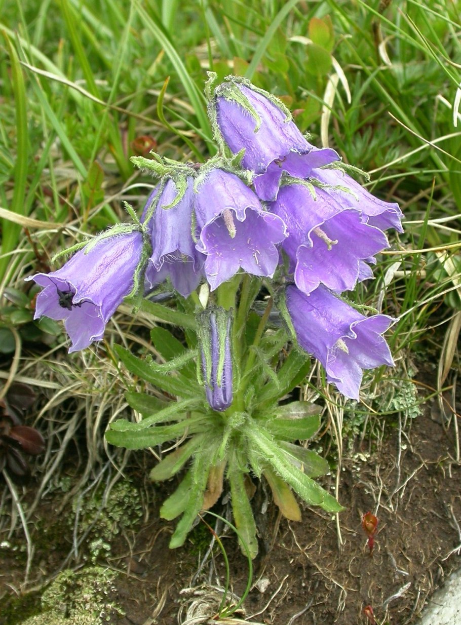 Campanula Alpina