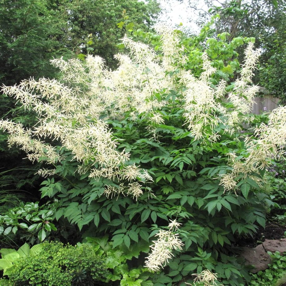 Волжанка китайская (Aruncus sinensis &#96;Zweiweltenkind&#96;)