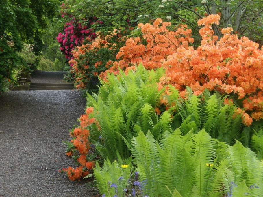 Папоротник страусник в ландшафте