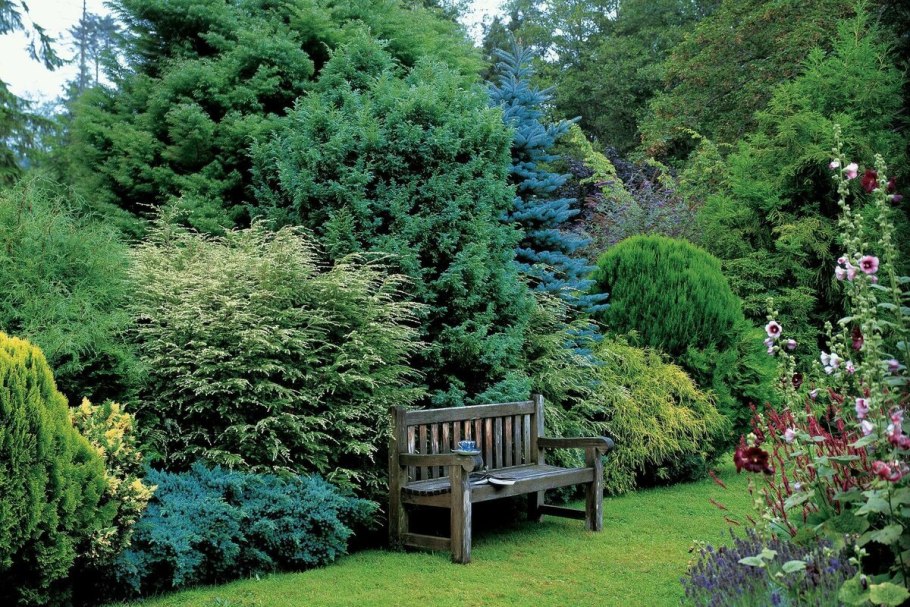 Тенелюбивые цветы и кустарники