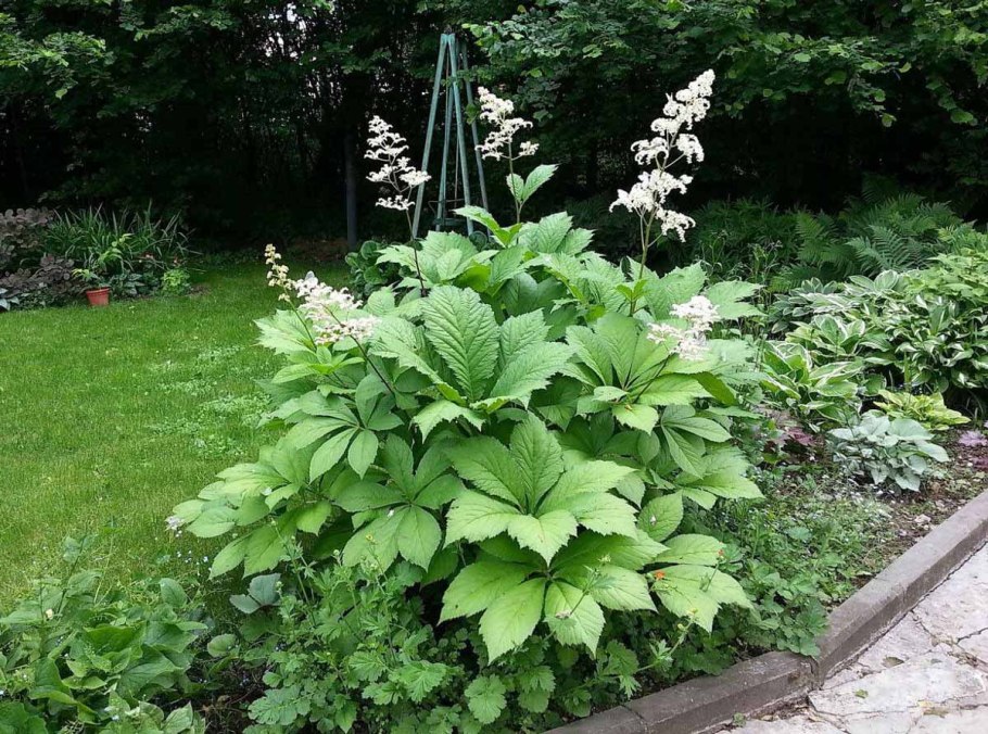 Тенелюбивые растения Хоста астильбы