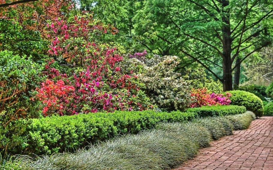 Хоста Frances Williams