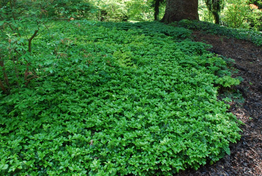 Пахизандра верхушечная green carpet