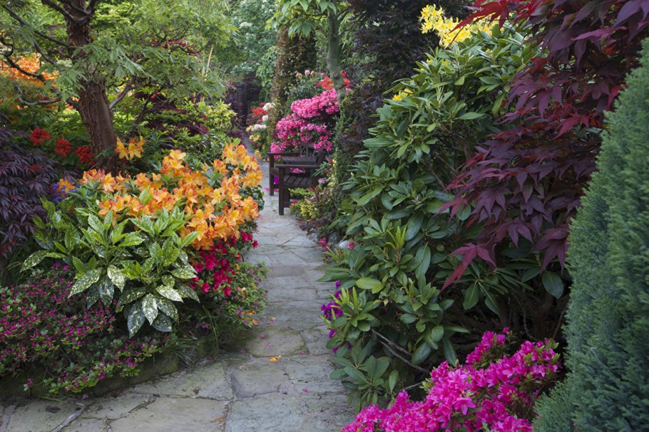 Рододендрон цветет ландшафт