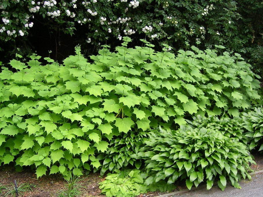 Теневой цветник с хостой