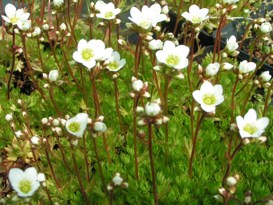 Камнеломка мускусная