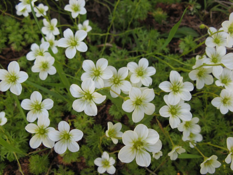 Примула и камнеломка