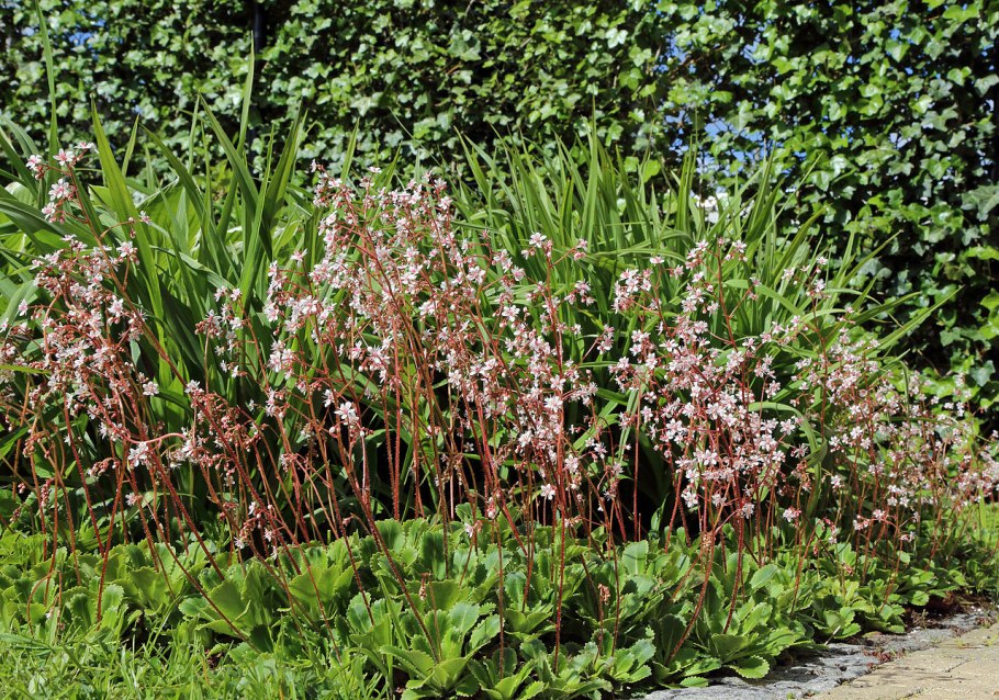 Камнеломка теневая Вариегата