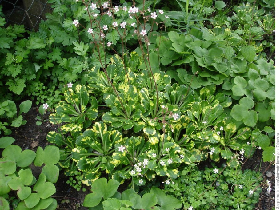 Камнеломка саксифрага