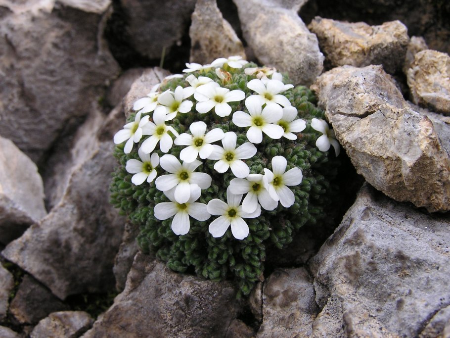 Проломник молодиловидный