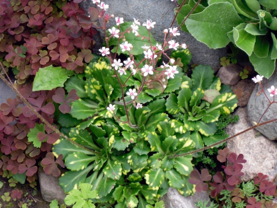 Камнеломка Сибирская