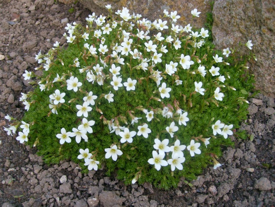 Камнеломка Снежная