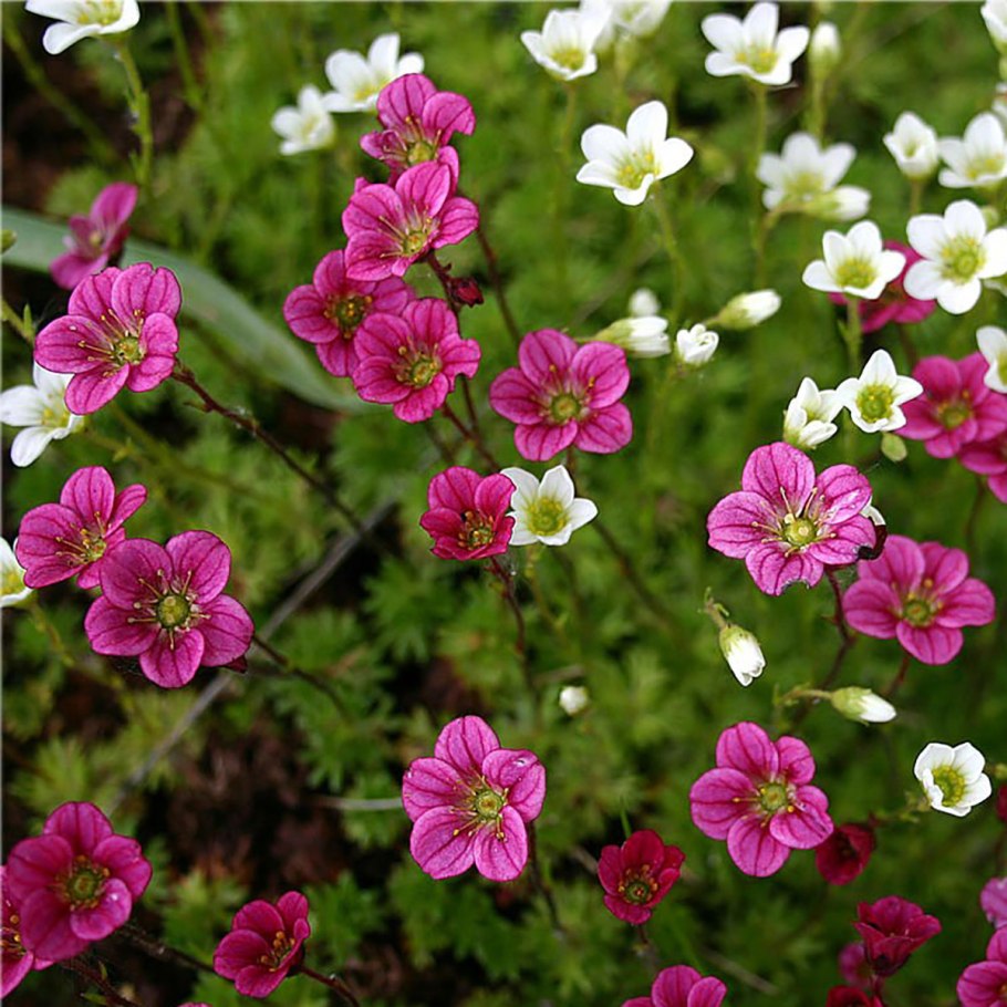 Камнеломка саксифрага