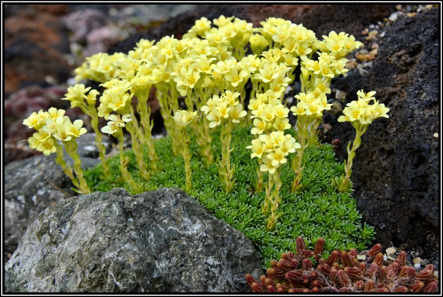 Камнеломка Блютентеппич